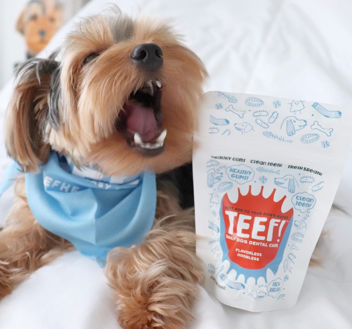 teef stock
